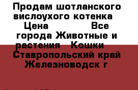 Продам шотланского вислоухого котенка › Цена ­ 10 000 - Все города Животные и растения » Кошки   . Ставропольский край,Железноводск г.